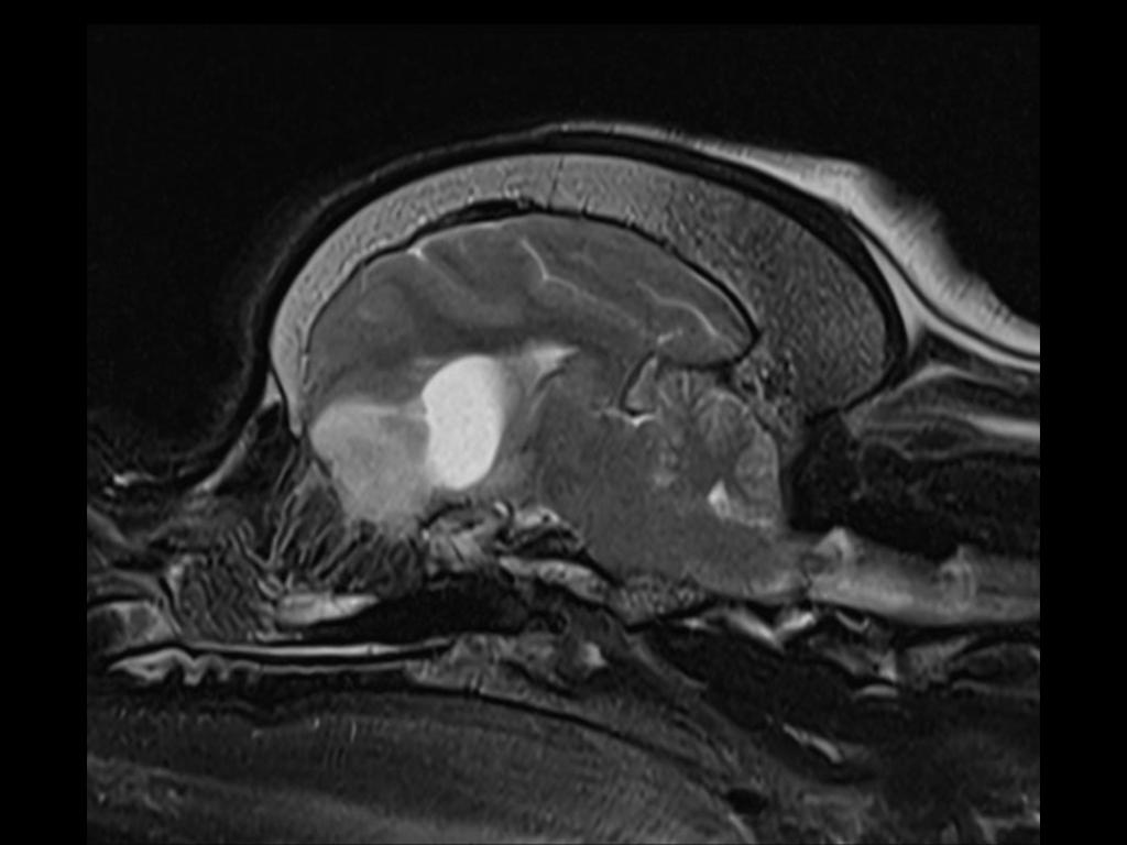 mri in veterinary